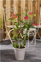 Gloriosa superba 'Rothschildiana' - Ruhmeskrone 'Rothschildiana' Gloriosa superba 'Rothschildiana' - Ruhmeskrone 'Rothschildiana'