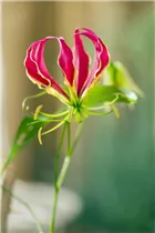 Gloriosa superba 'Rothschildiana' - Ruhmeskrone 'Rothschildiana' Gloriosa superba 'Rothschildiana' - Ruhmeskrone 'Rothschildiana'