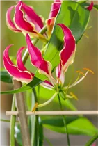 Gloriosa superba 'Rothschildiana' - Ruhmeskrone 'Rothschildiana' Gloriosa superba 'Rothschildiana' - Ruhmeskrone 'Rothschildiana'