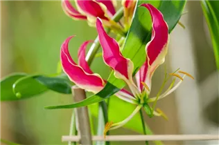 Gloriosa superba 'Rothschildiana' - Ruhmeskrone 'Rothschildiana' Gloriosa superba 'Rothschildiana' - Ruhmeskrone 'Rothschildiana'