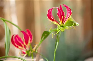 Gloriosa superba - Ruhmeskrone Gloriosa superba - Ruhmeskrone