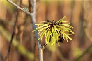 Hamamelis x intermedia 'Sunburst' - Zaubernuss 'Sunburst'