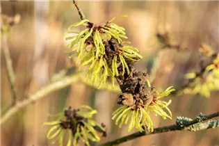 Hamamelis x intermedia 'Sunburst' - Zaubernuss 'Sunburst'