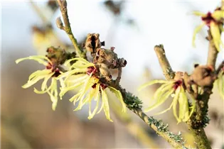 Hamamelis x intermedia 'Sunburst' - Zaubernuss 'Sunburst'