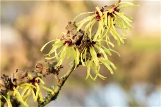 Hamamelis x intermedia 'Sunburst' - Zaubernuss 'Sunburst'