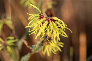 Hamamelis x intermedia 'Sunburst' - Zaubernuss 'Sunburst'