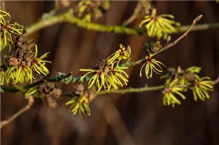 Hamamelis x intermedia 'Sunburst' - Zaubernuss 'Sunburst'