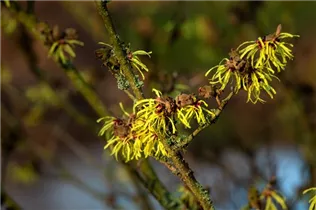 Hamamelis x intermedia 'Sunburst' - Zaubernuss 'Sunburst'