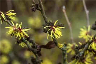 Hamamelis x intermedia 'Sunburst' - Zaubernuss 'Sunburst'