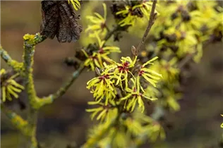 Hamamelis x intermedia 'Sunburst' - Zaubernuss 'Sunburst'