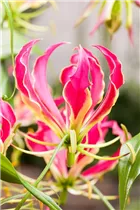 Gloriosa superba 'Rothschildiana' - Ruhmeskrone 'Rothschildiana' Gloriosa superba 'Rothschildiana' - Ruhmeskrone 'Rothschildiana'