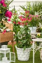 Gloriosa superba 'Rothschildiana' - Ruhmeskrone 'Rothschildiana' Gloriosa superba 'Rothschildiana' - Ruhmeskrone 'Rothschildiana'