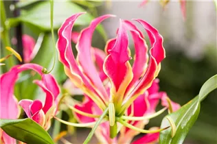 Gloriosa superba 'Rothschildiana' - Ruhmeskrone 'Rothschildiana' Gloriosa superba 'Rothschildiana' - Ruhmeskrone 'Rothschildiana'