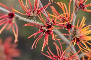 Hamamelis x intermedia 'Twilight' - Zaubernuss 'Twilight'