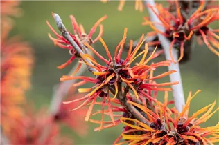 Hamamelis x intermedia 'Twilight' - Zaubernuss 'Twilight'