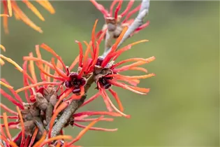 Hamamelis x intermedia 'Twilight' - Zaubernuss 'Twilight'