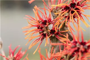 Hamamelis x intermedia 'Twilight' - Zaubernuss 'Twilight'