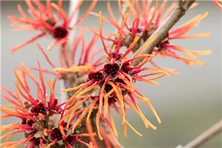 Hamamelis x intermedia 'Twilight' - Zaubernuss 'Twilight'