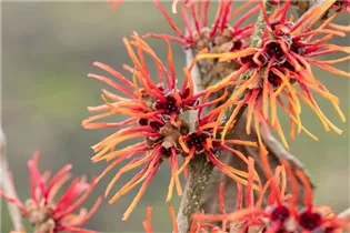 Hamamelis x intermedia 'Twilight' - Zaubernuss 'Twilight'