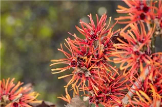 Hamamelis x intermedia 'Twilight' - Zaubernuss 'Twilight'