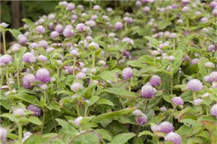 Gomphrena globosa - Kugelamarant Gomphrena globosa - Kugelamarant