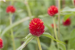 Gomphrena globosa - Kugelamarant Gomphrena globosa - Kugelamarant