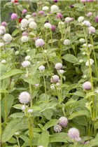Gomphrena globosa - Kugelamarant Gomphrena globosa - Kugelamarant