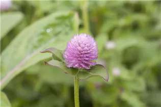 Gomphrena globosa - Kugelamarant Gomphrena globosa - Kugelamarant