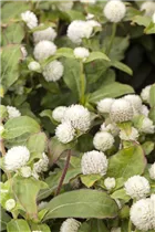 Gomphrena globosa - Kugelamarant Gomphrena globosa - Kugelamarant