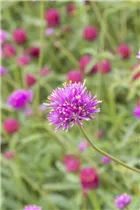 Gomphrena globosa - Kugelamarant Gomphrena globosa - Kugelamarant