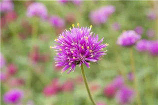 Gomphrena globosa - Kugelamarant Gomphrena globosa - Kugelamarant