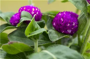 Gomphrena globosa - Kugelamarant Gomphrena globosa - Kugelamarant