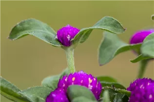 Gomphrena globosa - Kugelamarant Gomphrena globosa - Kugelamarant