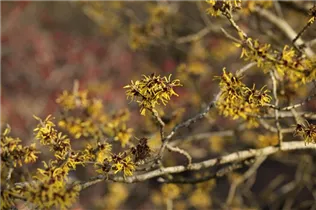 Hamamelis x intermedia 'Westerstede' - Zaubernuss 'Westerstede'