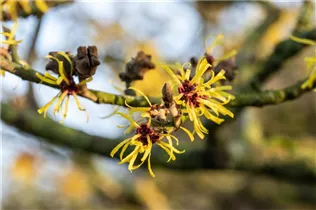 Hamamelis x intermedia 'Westerstede' - Zaubernuss 'Westerstede'