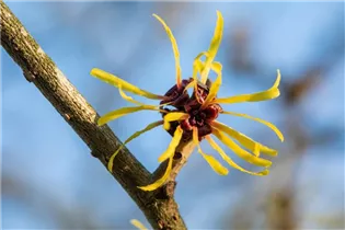 Hamamelis x intermedia 'Westerstede' - Zaubernuss 'Westerstede'