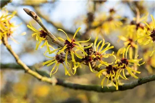 Hamamelis x intermedia 'Westerstede' - Zaubernuss 'Westerstede'