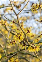 Hamamelis x intermedia 'Westerstede' - Zaubernuss 'Westerstede'