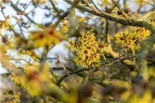 Hamamelis x intermedia 'Westerstede' - Zaubernuss 'Westerstede'