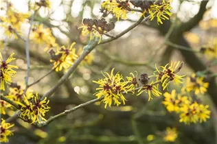 Hamamelis x intermedia 'Westerstede' - Zaubernuss 'Westerstede'