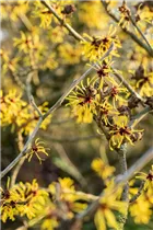 Hamamelis x intermedia 'Westerstede' - Zaubernuss 'Westerstede'