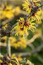 Hamamelis x intermedia 'Westerstede' - Zaubernuss 'Westerstede'