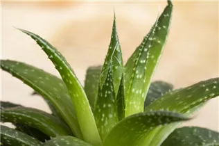 Haworthia - Haworthie