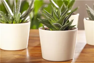 Haworthia - Haworthie