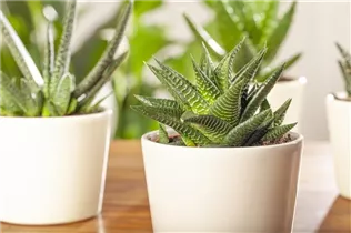 Haworthia - Haworthie