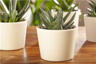 Haworthia - Haworthie