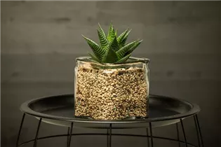 Haworthia - Haworthie