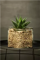 Haworthia - Haworthie