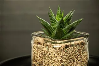 Haworthia - Haworthie