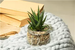 Haworthia - Haworthie